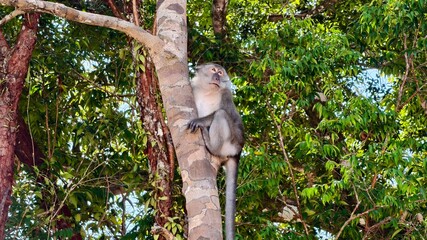 Wild Monkey Climbing a Tree in Lush Green Jungle