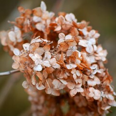 Dried hydrangea flowers in soft focus with a blurred green background and subtle bokeh.