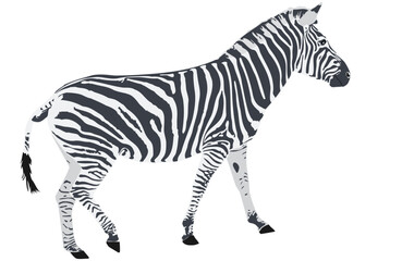 Zebra with black stripes isolated on white background, profile view. Safari hoofed and striped mammal, side view. African black and white equine, vector design eps 10