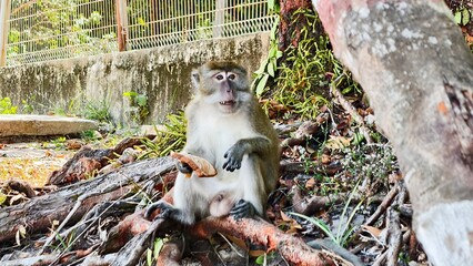 Wild Macaque Monkey Holding Bread on Tree Roots in Natural Habitat