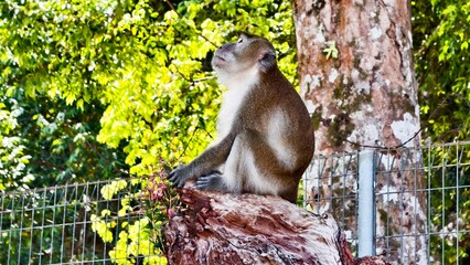 Wild Macaque Monkey Sitting on Tree Stump in Lush Greenery