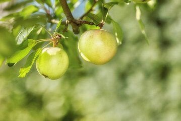 Space, farm and trees with apples in nature for agriculture, sustainability produce or spring season. Ecology, environment and plant with fruit in orchard for species cultivation, leaf and growth
