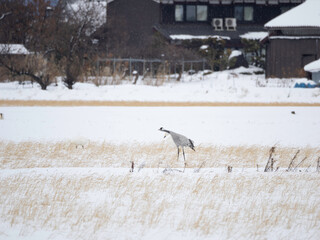 Obraz premium Common Crane about to take off