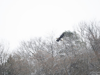 Stella Eagle flying