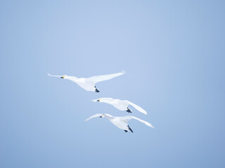 Whistling Swans flying