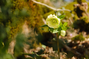 beautiful Hell&eacute;borus in the spring forest