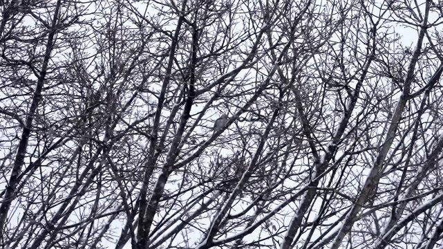 Slow motion clip of snowfall in winter in front of trees, cold forest weather with grey sky, day, a small bird is sitting in the trees, background footage