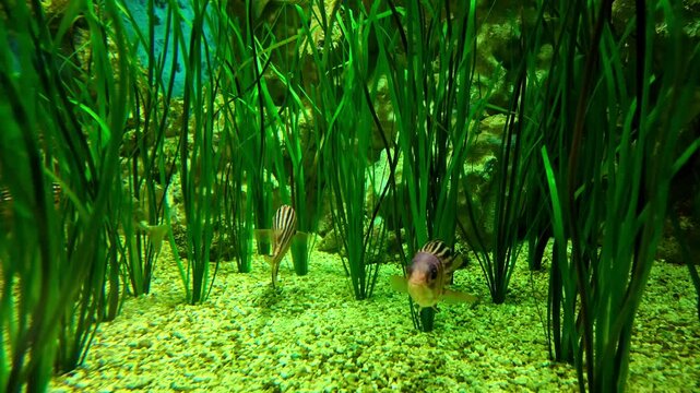 Near the rocky bottom, zebra danio fish slowly swim among the vallis algae in the Crete aquarium, Greece. Aquarium inhabitants, underwater life, fish bowl