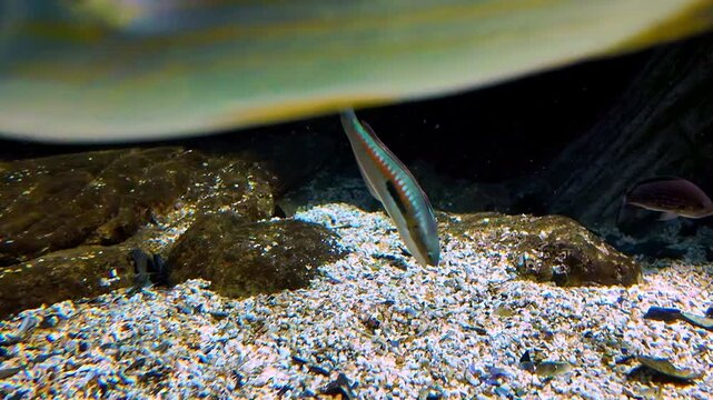 Various types of fish exist peacefully in the Crete aquarium-museum. Coris julis fish rakes the bottom sand in search of food, colorful ecosystem of the Mediterranean Sea, Atlantic