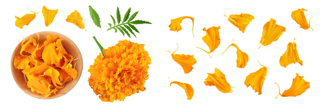 fresh marigold or tagetes erecta flower isolated on white background with full depth of field. Top view. Flat lay
