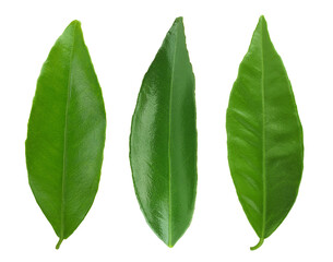 Citrus leaves isolated on white background