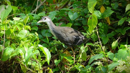 The "Kareo Padi" or "Ruak-ruak" bird (Amaurornis phoenicurus) is a species of bird belonging to the Rallidae family. This bird is distributed in Indonesia, India, southern China, Southeast Asia