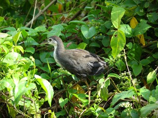 The "Kareo Padi" or "Ruak-ruak" bird (Amaurornis phoenicurus) is a species of bird belonging to the Rallidae family. This bird is distributed in Indonesia, India, southern China, Southeast Asia