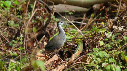 The "Kareo Padi" or "Ruak-ruak" bird (Amaurornis phoenicurus) is a species of bird belonging to the Rallidae family. This bird is distributed in Indonesia, India, southern China, Southeast Asia