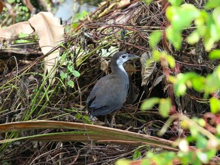 The "Kareo Padi" or "Ruak-ruak" bird (Amaurornis phoenicurus) is a species of bird belonging to the Rallidae family. This bird is distributed in Indonesia, India, southern China, Southeast Asia