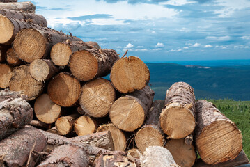 tree trunks on the background of space - wallpaper with tree trunks - view from the Karkonosze Mountains
