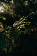 A green branch of a pine in the rays of the sun