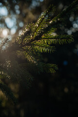 A green branch of a pine in the rays of the sun