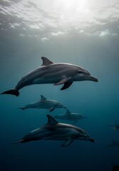 Fototapeta premium Underwater scene of playful dolphins swimming in ocean sunlight