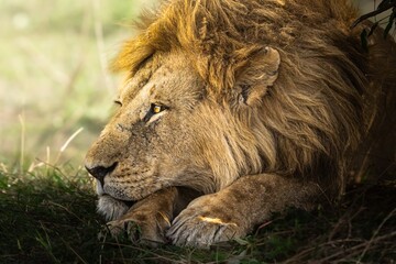 El rey en su descanso - León Masai (Panthera leo massaica)