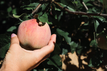 Man hand picking an apple. Farmer picking up apples in fruit orchard