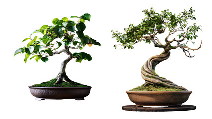 Elegant Bonsai Trees in Decorative Pots