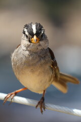 Fototapeta premium White-crowned sparrow, California, bird, Point Lobos