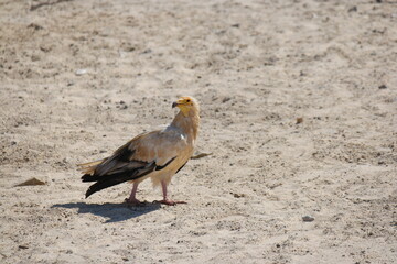 egypt vulture stands on sandy shore near Detwah Lagoon in Socotra, Yemen, showcasing the island's unique wildlife