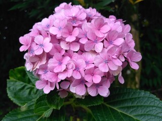 pink hydrangea flower