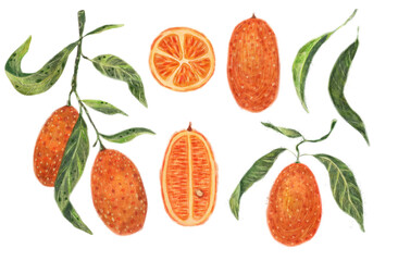 Kumquat set watercolor illustration, seamless pattern on blue background