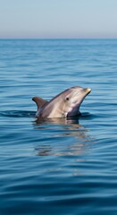 Fototapeta premium Dolphin swimming gracefully in clear blue ocean waters on a sunny day
