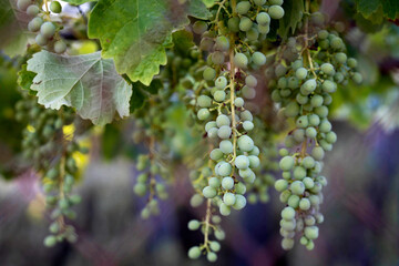 Cluster of grapes on the vine