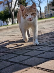 Ginger Cat Enjoying a Sunny Day Outdoors