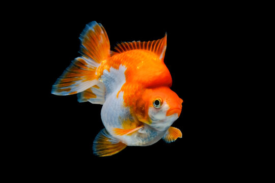 Red and White Ryukin Goldfish (Carassius auratus)