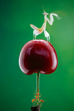 Amazing ants carry fruit heavier than their bodies, Amazing strong ant
