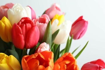 Fototapeta premium Beautiful fresh tulips on white background
