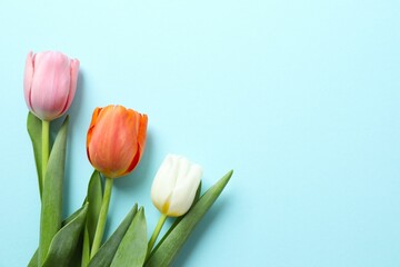Beautiful fresh tulips on color background
