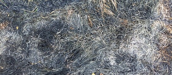 close up of a field of dead grass with a burnt out look
