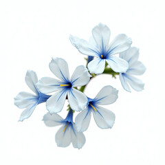 white flowers on white background