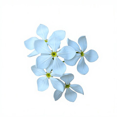Obraz premium white flowers isolated on white