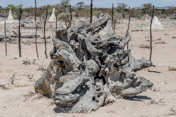 gnarled deadwood, near Ozongaka, Namibia