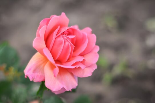 A single, delicate pink rose in full bloom, its petals softly unfurling in the gentle sunlight.