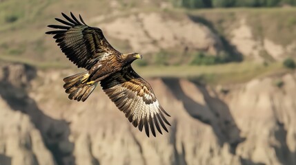 Fototapeta premium Majestic Eagle in Flight Over Rugged Landscape with Soft Focus Background