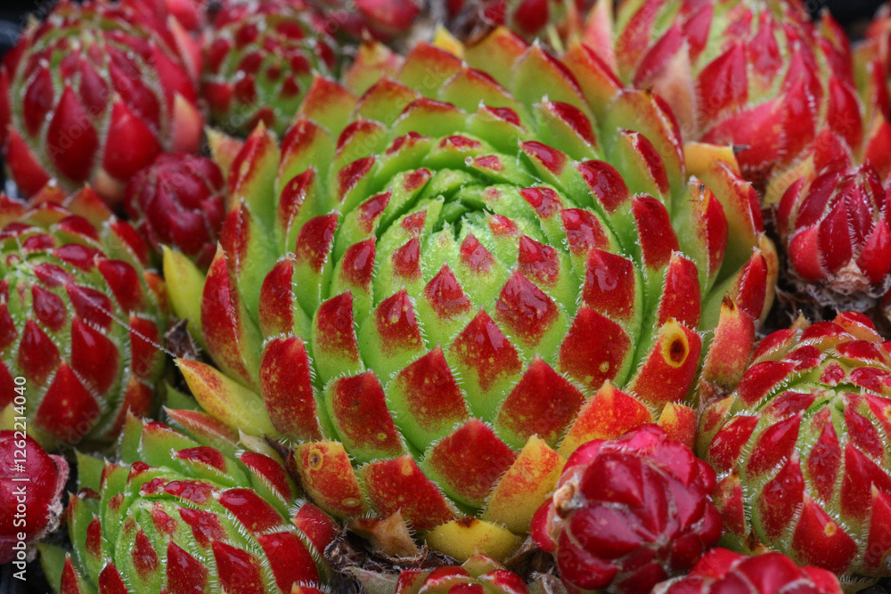 Sticker Colourful leaves of the succulent Sempervivum Hen and Chicks plant in bright sunshine in the rock garden, closeup.	