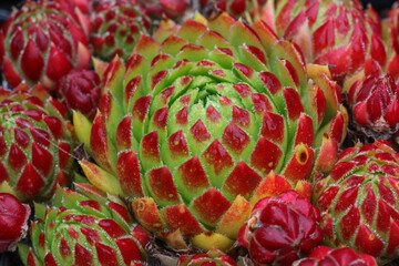 Colourful leaves of the succulent Sempervivum Hen and Chicks plant in bright sunshine in the rock garden, closeup.	