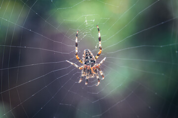 Closeup of European garden spider sitting on a spider web
