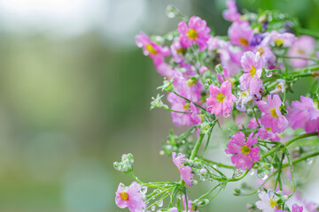 雨に濡れ滴が滴るサクラソウの花　季節・アップ