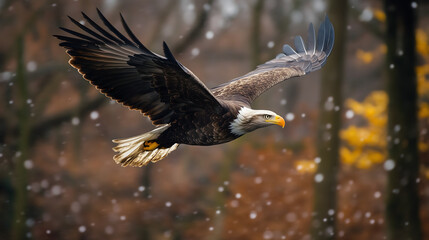 Obraz premium Majestic eagle soaring through snowy forest, showcasing its powerful wings and sharp gaze. scene captures beauty of nature in winter