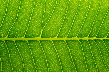structure of leaf natural background. Nature foliage abstract of leave texture for showing concept of green business