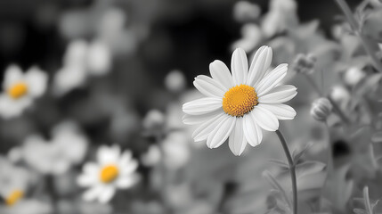 Fototapeta premium vibrant daisy stands out against monochrome background, showcasing its white petals and bright yellow center, evoking sense of beauty and tranquility